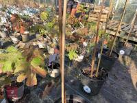 1 ACER GRISEUM - 3
