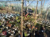 1 ACER GRISEUM - 4