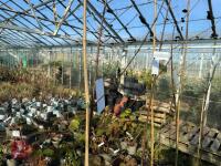 1 ACER GRISEUM - 5