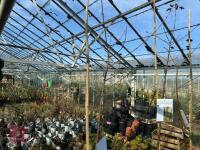 1 ACER GRISEUM - 6