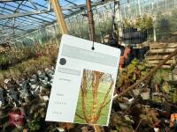 1 ACER GRISEUM - 8