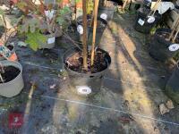 1 ACER GRISEUM - 2