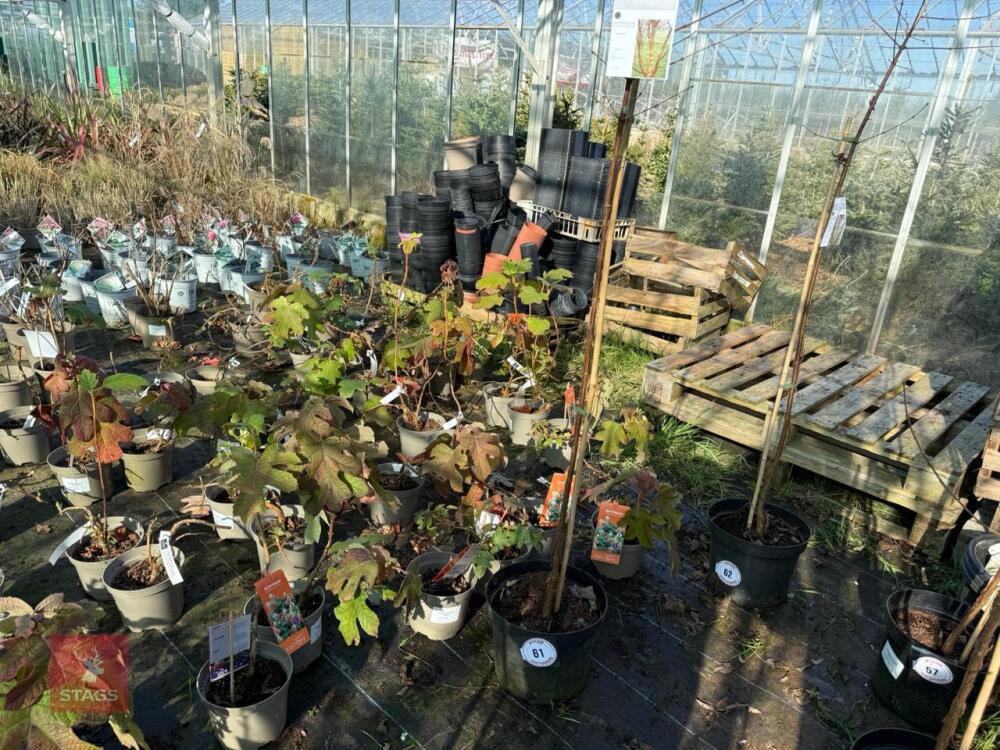 1 ACER GRISEUM