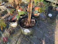 1 ACER GRISEUM - 2