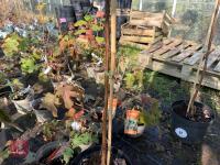 1 ACER GRISEUM - 3