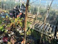 1 ACER GRISEUM - 4