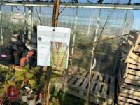 1 ACER GRISEUM - 5