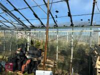 1 ACER GRISEUM - 6