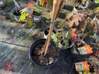 1 ACER GRISEUM - 8