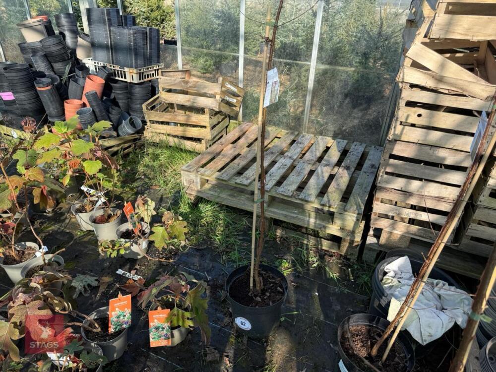 1 ACER GRISEUM