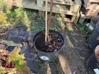 1 ACER GRISEUM - 2