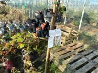 1 ACER GRISEUM - 4