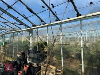 1 ACER GRISEUM - 6