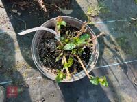 1 HYDRANGEA 'MARINA' - 5