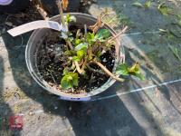 1 HYDRANGEA 'MARINA' - 6