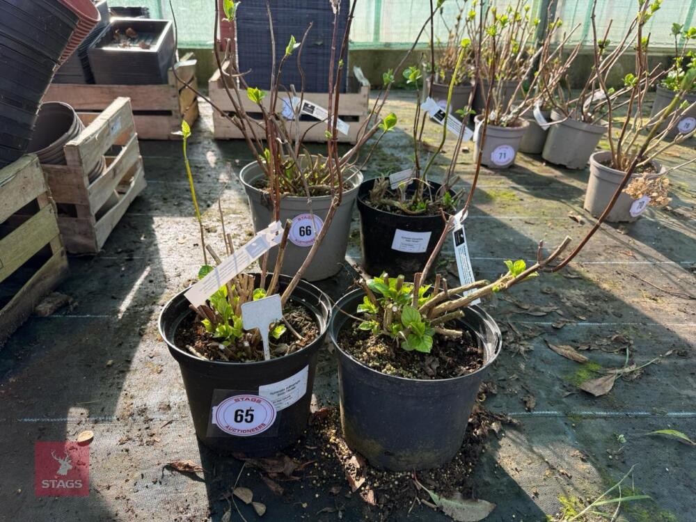 2 X HYDRANGEA 'SISTER THERESA'