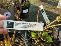 2 X HYDRANGEA 'SISTER THERESA' - 3