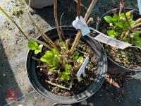 2 X HYDRANGEA 'SISTER THERESA' - 4