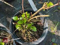 2 X HYDRANGEA 'SISTER THERESA' - 5