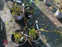 2 X HYDRANGEA 'SISTER THERESA' - 6