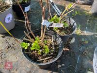 2 X HYDRANGEA 'SISTER THERESA' - 7