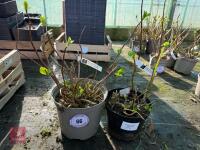 2 X HYDRANGEA 'SISTER THERESA'