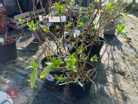 2 X HYDRANGEA 'MIKAMBA' - 6