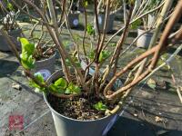 1 HYDRANGEA 'VALVERT' - 5