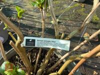1 HYDRANGEA 'VALVERT' - 7