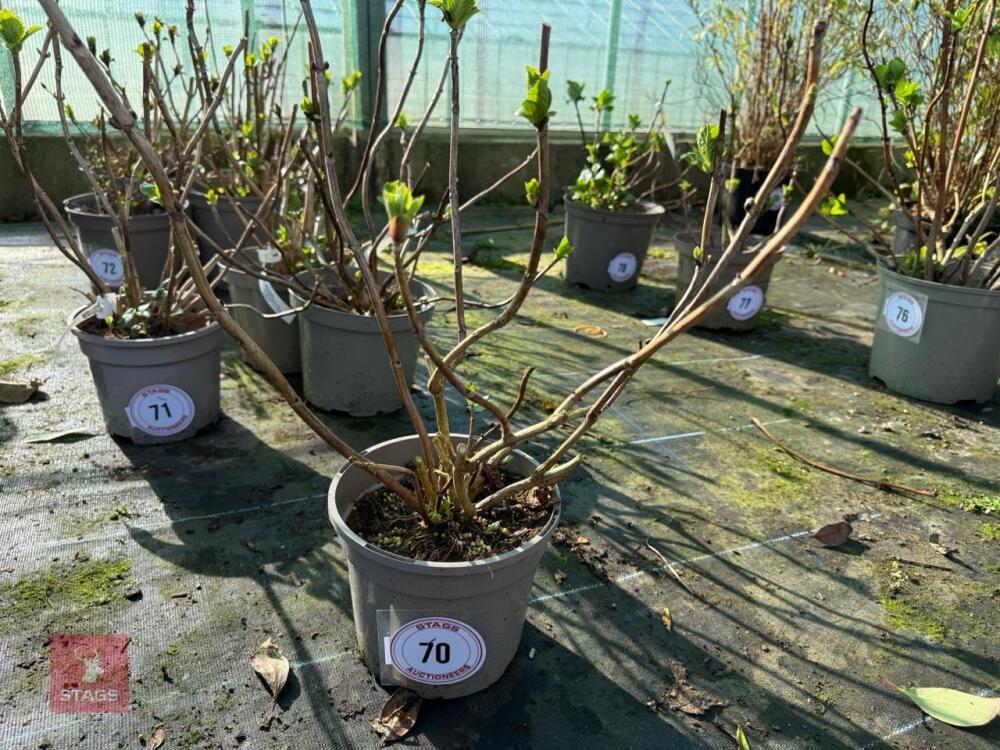1 HYDRANGEA 'KING GEORGE'