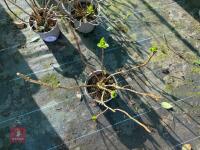 1 HYDRANGEA 'KING GEORGE' - 3