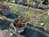 1 HYDRANGEA 'KING GEORGE' - 5