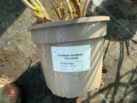 1 HYDRANGEA 'KING GEORGE' - 6