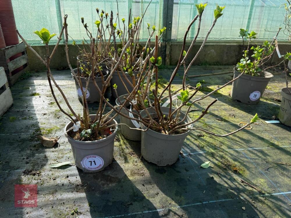 3 X HYDRANGEA 'MERVEILLE'