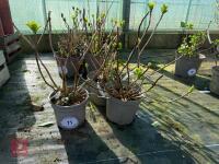 3 X HYDRANGEA 'MERVEILLE'