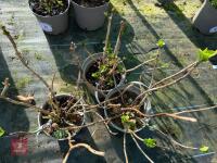 3 X HYDRANGEA 'MERVEILLE' - 2