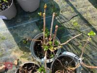 3 X HYDRANGEA 'MERVEILLE' - 6