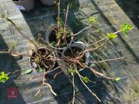 3 X HYDRANGEA 'MERVEILLE' - 7