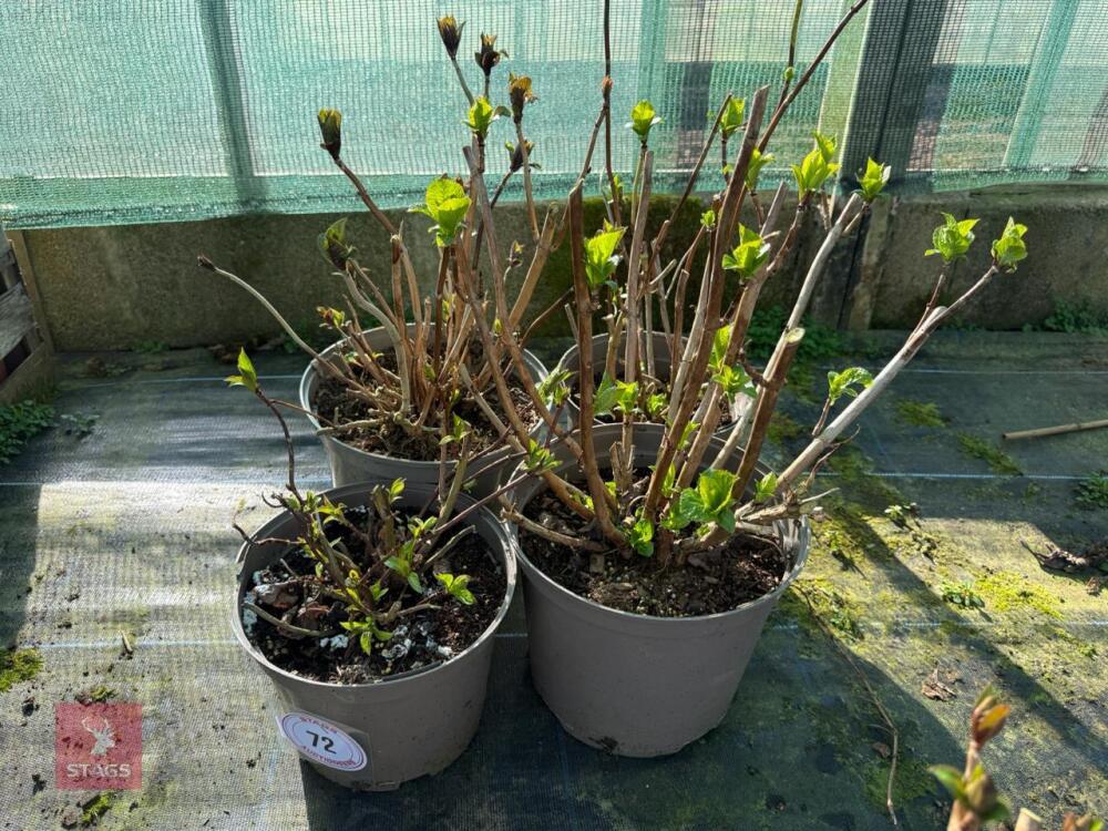 4 X MIXED HYDRANGEAS