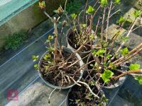 4 X MIXED HYDRANGEAS - 3