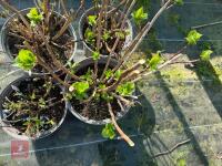 4 X MIXED HYDRANGEAS - 5