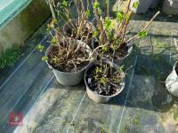 4 X MIXED HYDRANGEAS - 7