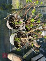 4 X MIXED HYDRANGEAS - 10