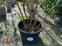 1 HYDRANGEA 'ELLEAIR ANNIVERSARY' - 3