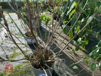 1 HYDRANGEA 'GIPSY' - 5