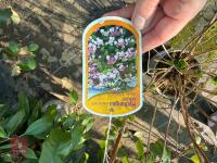 1 HYDRANGEA 'GIPSY' - 6