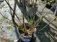 1 HYDRANGEA 'GIPSY' - 3