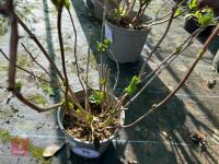 1 HYDRANGEA 'GIPSY' - 4