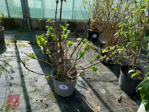 1 HYDRANGEA 'BLAULING'