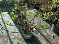 1 HYDRANGEA 'BLAULING' - 3
